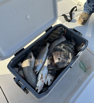 Reel in Louisiana's Best Sheepshead